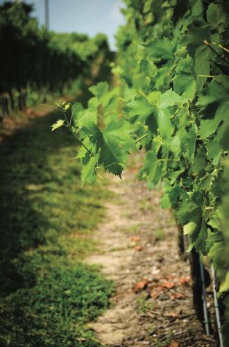Vino